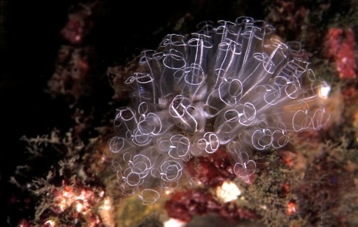 sea tunicates